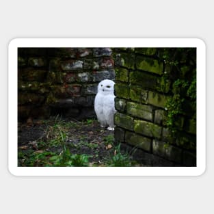 snow owl 1 / Swiss Artwork Photography Sticker